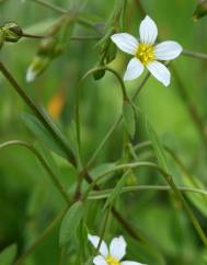 Linum catharticum