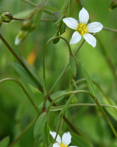 Fotografia de capa Linum catharticum - do Jardim Botânico