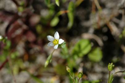 Fotografia da espécie Linum catharticum