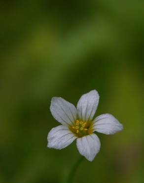 Fotografia 11 da espécie Linum catharticum no Jardim Botânico UTAD