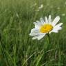 Fotografia 3 da espécie Leucanthemum vulgare do Jardim Botânico UTAD