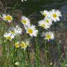 Fotografia 5 da espécie Leucanthemum vulgare do Jardim Botânico UTAD