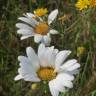 Fotografia 6 da espécie Leucanthemum vulgare do Jardim Botânico UTAD
