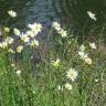 Fotografia 7 da espécie Leucanthemum vulgare do Jardim Botânico UTAD