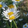 Fotografia 8 da espécie Leucanthemum vulgare do Jardim Botânico UTAD
