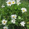 Fotografia 9 da espécie Leucanthemum vulgare do Jardim Botânico UTAD
