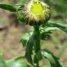 Fotografia 10 da espécie Leucanthemum vulgare do Jardim Botânico UTAD