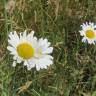 Fotografia 11 da espécie Leucanthemum vulgare do Jardim Botânico UTAD