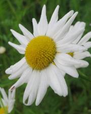 Fotografia da espécie Leucanthemum vulgare