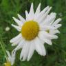Fotografia 1 da espécie Leucanthemum vulgare do Jardim Botânico UTAD