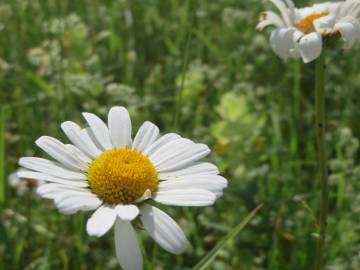 Fotografia da espécie Leucanthemum vulgare