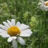 Fotografia 12 da espécie Leucanthemum vulgare do Jardim Botânico UTAD