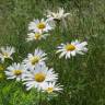 Fotografia 14 da espécie Leucanthemum vulgare do Jardim Botânico UTAD