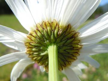 Fotografia da espécie Leucanthemum vulgare