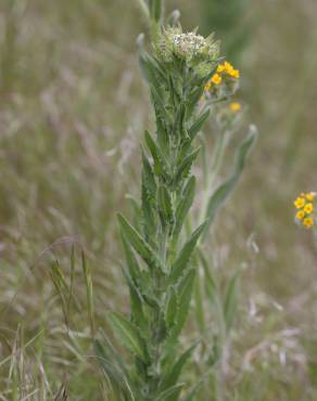 Fotografia 5 da espécie Lepidium campestre no Jardim Botânico UTAD