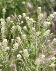 Lepidium campestre