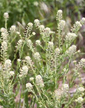 Fotografia 1 da espécie Lepidium campestre no Jardim Botânico UTAD