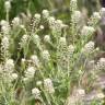 Fotografia 1 da espécie Lepidium campestre do Jardim Botânico UTAD