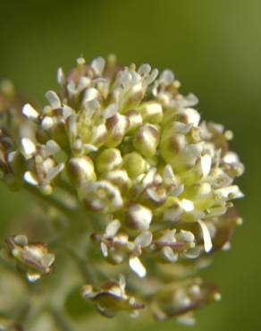 Fotografia 6 da espécie Lepidium campestre no Jardim Botânico UTAD