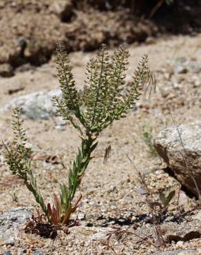 Fotografia 12 da espécie Lepidium campestre no Jardim Botânico UTAD