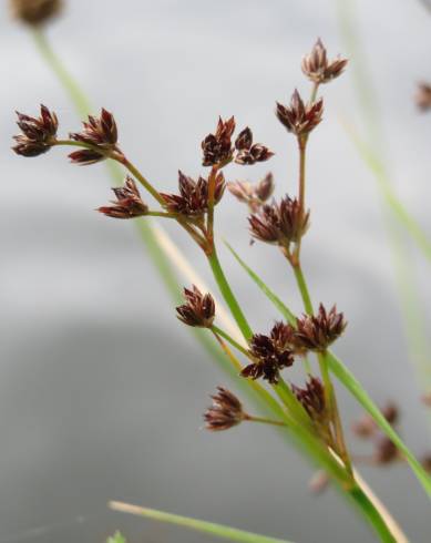 Fotografia de capa Juncus articulatus - do Jardim Botânico