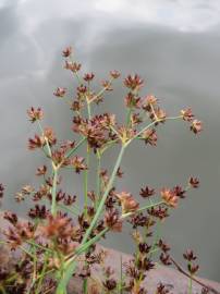 Fotografia da espécie Juncus articulatus