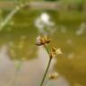 Fotografia 5 da espécie Juncus articulatus do Jardim Botânico UTAD