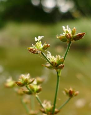 Fotografia 6 da espécie Juncus articulatus no Jardim Botânico UTAD