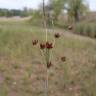 Fotografia 8 da espécie Juncus articulatus do Jardim Botânico UTAD