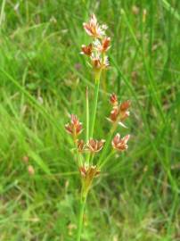 Fotografia da espécie Juncus articulatus