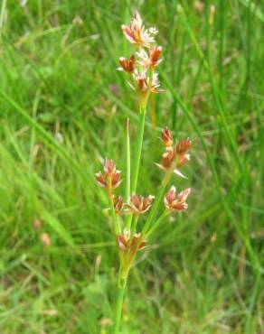 Fotografia 9 da espécie Juncus articulatus no Jardim Botânico UTAD