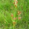 Fotografia 9 da espécie Juncus articulatus do Jardim Botânico UTAD