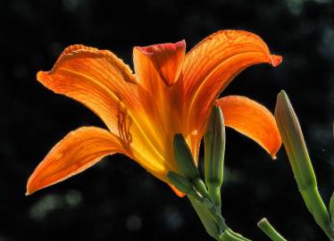 Fotografia da espécie Hemerocallis fulva