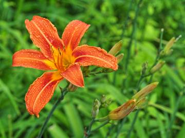 Fotografia da espécie Hemerocallis fulva