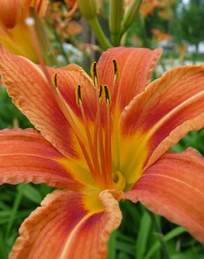 Fotografia 4 da espécie Hemerocallis fulva no Jardim Botânico UTAD
