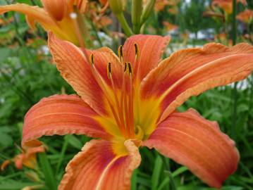 Fotografia da espécie Hemerocallis fulva
