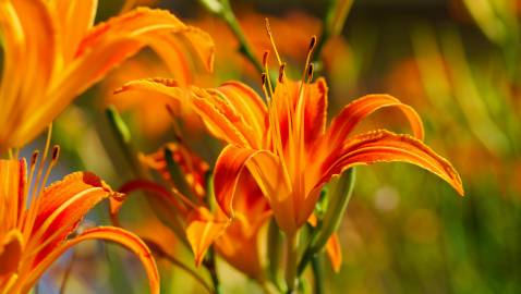 Fotografia da espécie Hemerocallis fulva