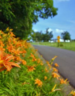 Fotografia 6 da espécie Hemerocallis fulva no Jardim Botânico UTAD