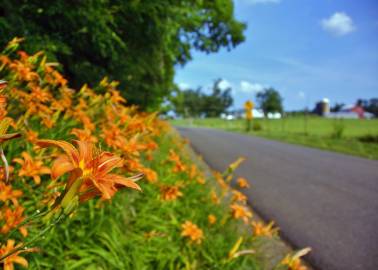 Fotografia da espécie Hemerocallis fulva