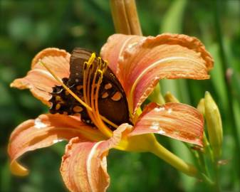 Fotografia da espécie Hemerocallis fulva