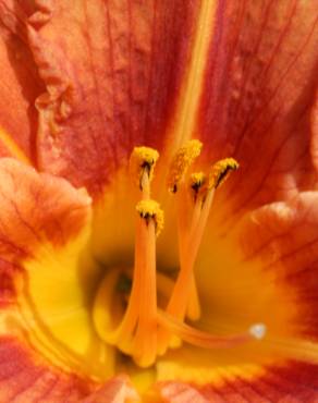 Fotografia 9 da espécie Hemerocallis fulva no Jardim Botânico UTAD