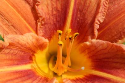 Fotografia da espécie Hemerocallis fulva