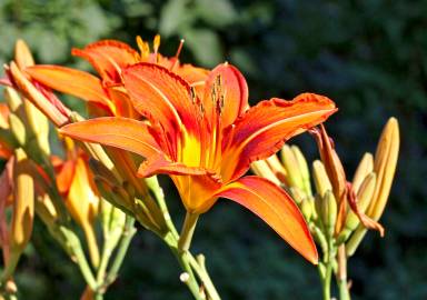 Fotografia da espécie Hemerocallis fulva