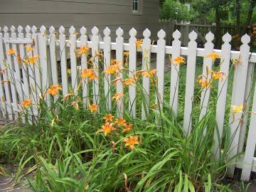 Fotografia da espécie Hemerocallis fulva