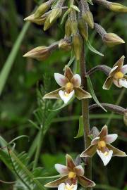 Fotografia da espécie Epipactis palustris