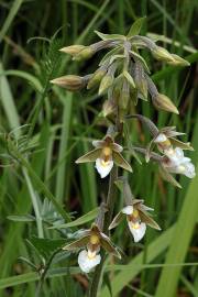 Fotografia da espécie Epipactis palustris