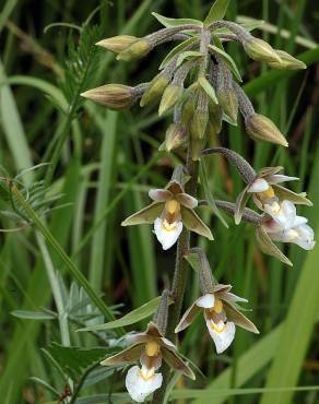 Fotografia 5 da espécie Epipactis palustris no Jardim Botânico UTAD