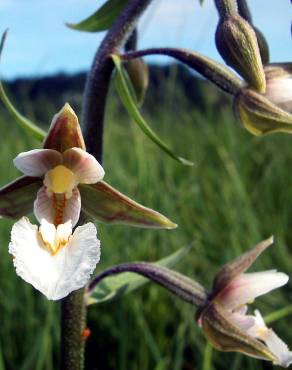 Fotografia 6 da espécie Epipactis palustris no Jardim Botânico UTAD