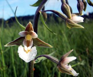 Fotografia da espécie Epipactis palustris