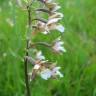 Fotografia 7 da espécie Epipactis palustris do Jardim Botânico UTAD